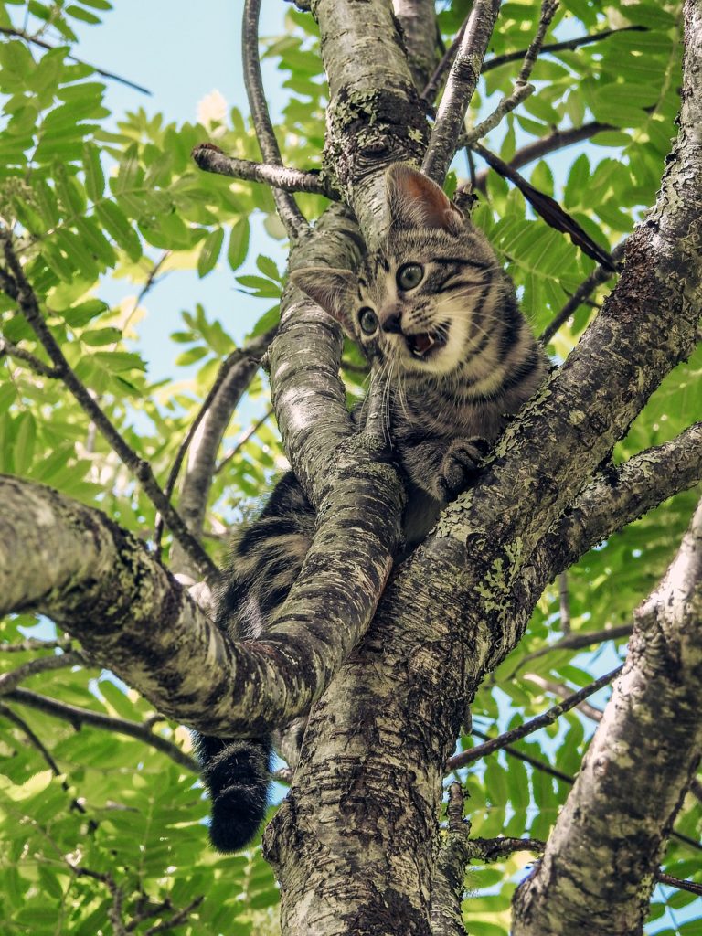 cat, stuck, tree-2456153.jpg