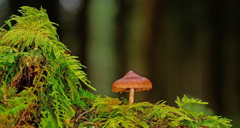 mushroom, moss, small mushroom-7235034.jpg