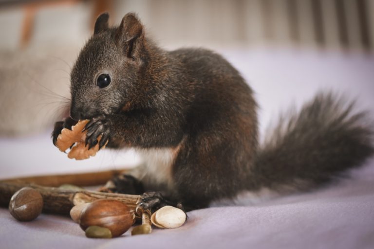 squirrel, animal, nuts-7280733.jpg