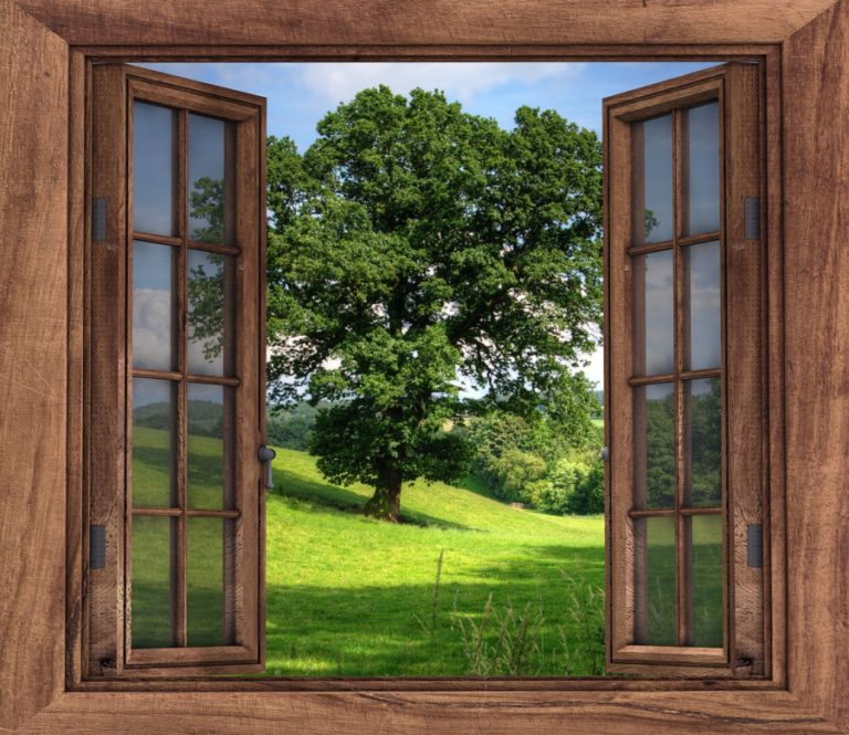 window, view, tree-2994497.jpg