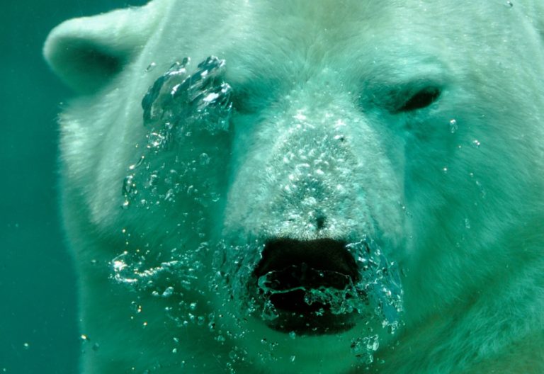 polar bear, bear, submerged-484515.jpg