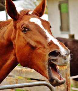 horse, fun, laugh-1333937.jpg