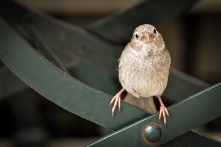 sparrow, bird, sperling-5390928.jpg