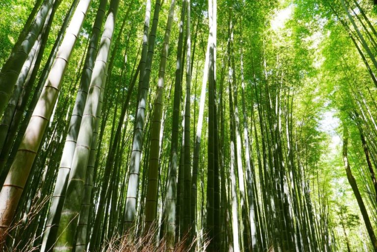 bamboo, japan, kyoto-2074751.jpg