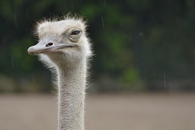 ostrich, nature, animal, zoo, rain, bird, head, ratite, eyes, neck, beak, annoyed