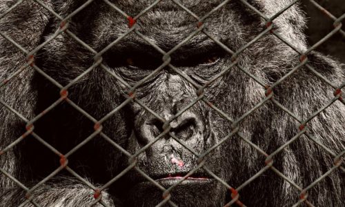 animal welfare, gorilla, locked-1119296.jpg