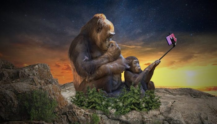 ape, selfie, camera-3554261.jpg