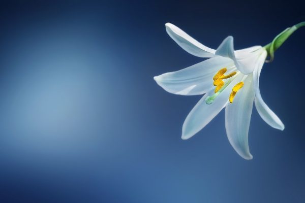 flower, lily, lilium candidum-729514.jpg