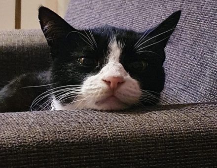 cat, feline, animal, pet, domestic animals, mammal, kitten, pussycat, nature, bored, boredom, tired