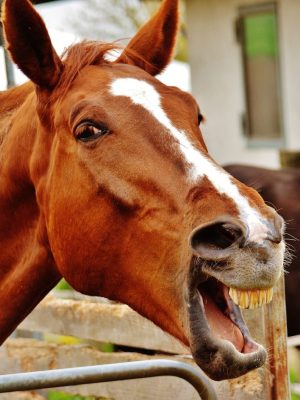 horse, fun, laugh-1333937.jpg