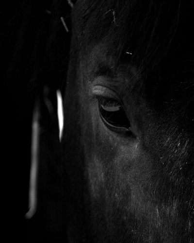 horse, stallion, animal-4214414.jpg