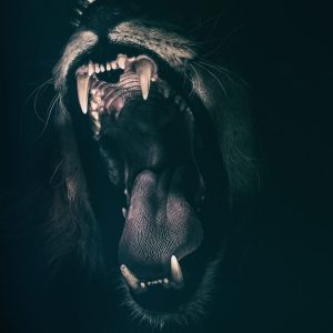 lion, teeth, roar-2885618.jpg
