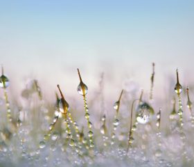 moss, drops, blades of grass-3021192.jpg