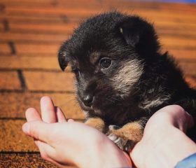 puppy, black, kindness-2814858.jpg