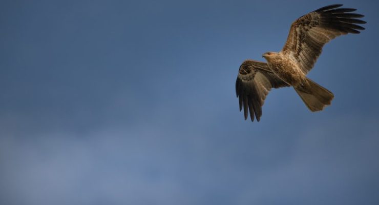 whistling kite, bird, sky-7340817.jpg