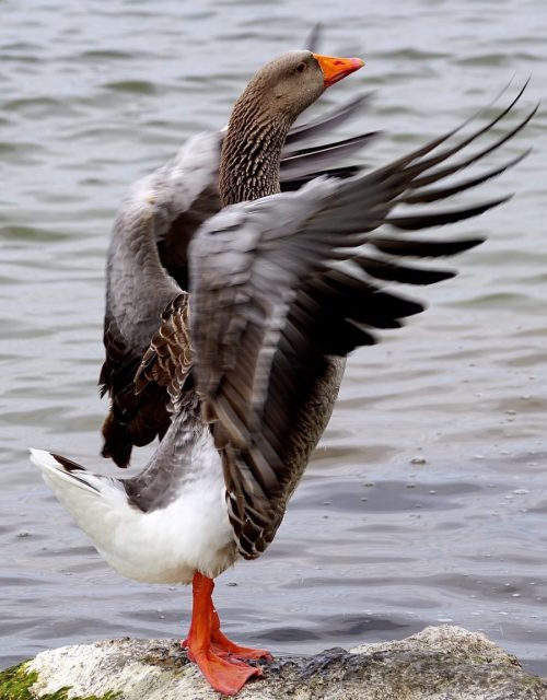 wild goose, bird, wings-2260866.jpg