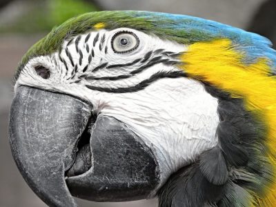 yellow macaw, era, bird-2940373.jpg
